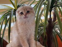 Golden black ny12 kardeş kediler teslime hazır