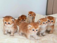 Emsalsiz British Longhair Ny11