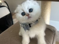 Scottish şirinlik silver shorthair yavrumuz