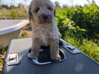 Yeni Yuvaya Hazır 5 Erkek Maltipoo Yavrumuz