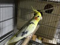 Erkek sultan papağanları