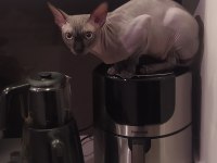 Erkek Sfenks Kedimize Eş Arıyoruz