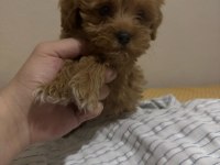 Sevimli Maltipoo Minik Köpekler