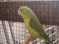 Dişi Yaşında Forpus Papağanı