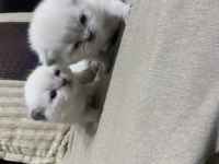 Scottish Fold Evinizin Neşesi Olsun