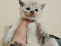 Rezerveye Açık Scottish Fold Yavrularımız