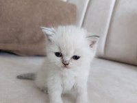 British Shorthair Yavrular