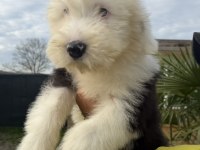 Sevgi dolu dev köpek bobtail