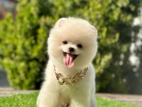 Sevimli Pomeranian Boo Köpeği Yavrular