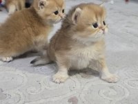 British Shorthair Golden Yavrular Şecereli Üst Kalite