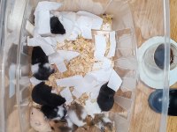 Hazır hamster paketi 1