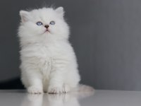 Full Şecereli Babadan Teslime Hazır Erkek British Longhair