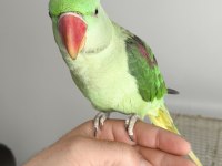 Alexander papağanımız coco