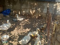 Yetişkin kars kazı