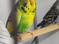 Mutasyon Vasıflı Show Jumbo Yavrular