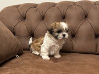 Shih Tzu Yavru Köpekler