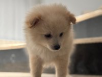 Pomeranian Spitz Sevimli Dost