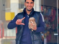 Maltipoo Yavru Irk Ve Sağlık Garanti