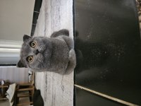 6 Aylık Safkan Scottish Fold Evde Üretim