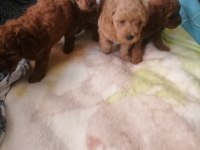 Teacup Küçük Boy Poodle Bebeklerim
