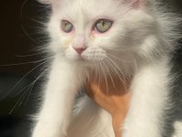 Dişi kedim mia kızıma yuva