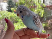 Öğretmenden Evde Beslenen Yavru Muhabbet Kuşları