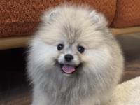 Gülen Yüz Üst Düzey Dişi Pomeranian