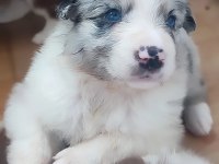 Çok Kaliteli Border Collie Yavruları İstanbul