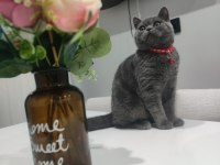 British Shorthair Çok Akıllı Kedimiz