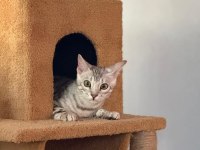 Gümüş Bengal Erkek 10 Aylık Sağlıklı Ve Uysal