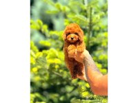 Toy Poodle Birbirinden Güzel Yavrularım