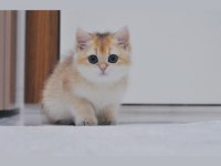 Mükemmel Kalite British Longhair Erkek