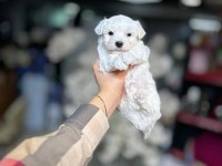 Kar Beyaz Maltese Terrier