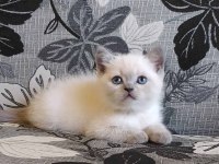 Birbirinden Sevimli British Shorthair Yavruları
