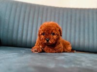 Toy Poodle 65 Günlük