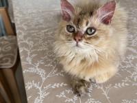 British Longhair Ny25 Black Golden Erkek Yavrumuza Yuva Arıyoruz