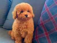 Irk garantili toy poodle yavruları