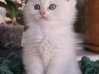 British safkan dişi yavru-golden point