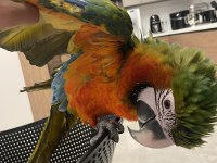 Hybrid macaw papağanı eğitimli uysal