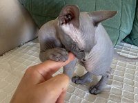 3 Aylık Dişi Sfenks