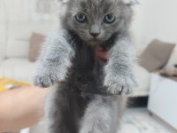 Yavru Kedilerimiz Yeni Yuvaları İçin Hazır