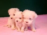 Kusursuz maltese yavru köpeklerimiz