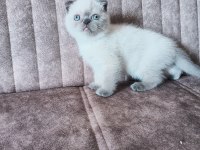 Sağlıklı ve safkan scottish fold yavruları