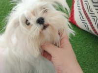 Orjinal mikro teacup kore kan maltese