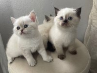 Chocallette point british shorthair