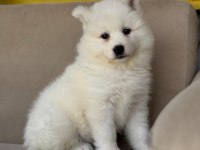 Bembeyaz Güzellik Safkan Samoyed Yavrusu