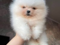 Teddy bear pomeranian yavruları