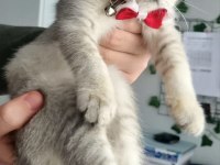 Silver British Shorthair Yavrumuz Yeni Yuvasını Arıyor