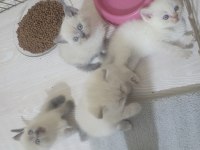 British Shorthair Blue Point Bebişler