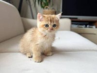 Harika Renk British Longhair Bebekler